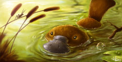 Rule 34 | air bubble, animal, animal focus, anto-z, branch, bubble, commentary, dated, english commentary, highres, initial, lily pad, looking at viewer, original, outdoors, partially submerged, platypus, praying mantis, reeds, water, watermark