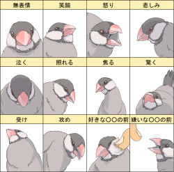Rule 34 | bad id, bad pixiv id, bird, cheek poking, expressions, java sparrow, ma (2ql), multiple views, no humans, original, poking, simple background, white background