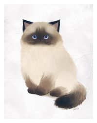 Rule 34 | animal focus, ayu (mog), blue eyes, cat, full body, looking at viewer, no humans, original, transparent background