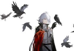Rule 34 | 1boy, animal, arknights, bird, bird on hand, black cape, black gloves, cape, closed mouth, commentary request, ear piercing, gloves, grey hair, hair over one eye, hand up, highres, long sleeves, looking at viewer, male focus, partially fingerless gloves, piercing, pointy ears, puffy long sleeves, puffy sleeves, qunai, red eyes, sanguinarch (arknights), shirt, simple background, solo, upper body, white background, white shirt