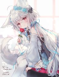 Rule 34 | 1girl, absurdres, ahoge, animal ear fluff, animal ears, blush, commentary request, commission, detached sleeves, dress, flower, flower to mouth, fox ears, fox tail, hair between eyes, hair ornament, hair ribbon, highres, long hair, long sleeves, looking at viewer, original, puffy long sleeves, puffy sleeves, red eyes, red flower, red rose, ribbon, rose, rucaco, sakurada shiro (hy plus), signature, simple background, sitting, skeb commission, smile, solo, tail, thighhighs, white hair, white thighhighs