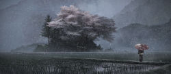 Rule 34 | absurdres, cherry blossoms, couldoh, figure, fog, highres, huge filesize, landscape, oil-paper umbrella, original, rice paddy, scenery, snowing, standing, torii, tree, umbrella