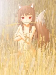 Rule 34 | 1girl, animal ears, covering privates, covering breasts, holo, mouth hold, nude, oka takeshi, red eyes, solo, spice and wolf, tail, wheat, wolf ears, wolf tail