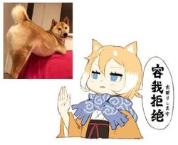 Rule 34 | 1girl, animal, animal ears, blonde hair, blue eyes, chinese text, dog, dog ears, hair between eyes, jong tu, lowres, multicolored hair, original, photo inset, scarf, shiba inu, short hair, simple background, solo, translated, two-tone hair, upper body, white background, white hair