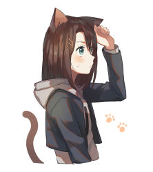 Rule 34 | 1girl, animal ears, aqua eyes, bang dream!, blue jacket, blush, brown hair, cat ears, cat tail, cropped jacket, cropped torso, from side, grey hoodie, hair ornament, hairclip, hand on own ear, hand on own ear, hood, hood down, hoodie, jacket, kemonomimi mode, layered clothes, long sleeves, medium hair, okusawa misaki, paw print, simple background, solo, sweatdrop, tail, unapoppo, upper body, white background