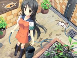 Rule 34 | 1girl, :o, apron, armband, black hair, blue skirt, boots, brick wall, brown eyes, bucket, cat, faucet, footprints, from above, garden, hose, kokage, kokage (next nest), long hair, looking at viewer, open mouth, original, parted lips, plant, potted plant, rubber boots, school uniform, shirt, skirt, solo, standing, water, white shirt