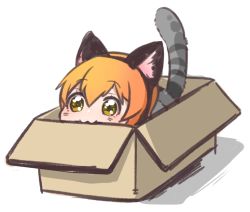 Rule 34 | 10s, 1girl, :3, animal ears, bad id, bad pixiv id, box, cardboard box, cat ears, cat tail, chibi, hoshizora rin, in box, in container, love live!, love live! school idol project, lowres, ng (kimjae737), orange hair, short hair, solo, tail, yellow eyes