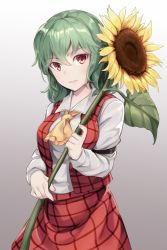 Rule 34 | 1girl, ascot, asutora, breasts, commentary request, cowboy shot, flower, gradient background, green hair, grey background, hair between eyes, highres, holding, holding flower, kazami yuuka, long sleeves, looking at viewer, medium breasts, parted lips, plaid, plaid skirt, plaid vest, red eyes, red skirt, red vest, shirt, short hair, skirt, solo, standing, sunflower, touhou, vest, white shirt, yellow ascot