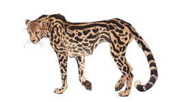 Rule 34 | animal, animal focus, cheetah, closed mouth, from side, full body, looking afar, looking down, no humans, norapotwora, original, pawpads, simple background, walking, white background