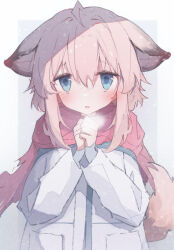 Rule 34 | 1girl, animal ears, arknights, blue eyes, blush, breath, commentary, fox ears, fox girl, fox tail, hair between eyes, jacket, long sleeves, looking at viewer, nalphanne, own hands together, parted lips, pink hair, pink scarf, scarf, solo, straight-on, sussurro (arknights), tail, upper body, white jacket