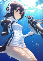 Rule 34 | 10s, 1girl, air bubble, animal, bird, bird tail, black hair, blue eyes, blush, breasts, brown eyes, bubble, closed mouth, commentary request, cowboy shot, day, eye contact, grape-kun, guchico, hair between eyes, headphones, hood, hood down, hooded jacket, humboldt penguin, humboldt penguin (kemono friends), jacket, kemono friends, light rays, long sleeves, looking at another, multicolored hair, outdoors, penguin, pink hair, short hair, small breasts, smile, streaked hair, submerged, sunbeam, sunlight, tail, tareme, thighs, underwater, water, white hair, white jacket, zipper