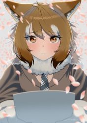 Rule 34 | 1girl, animal ear fluff, animal ears, arfox10, blurry, blurry foreground, brown eyes, brown hair, closed mouth, fang, fang out, fur collar, furrowed brow, gloves, grey hair, highres, holding, italian wolf (kemono friends), jacket, kemono friends, light blush, long hair, long sleeves, looking at viewer, multicolored hair, necktie, nervous, petals, plaid necktie, signature, skin fang, solo, upper body, wolf ears