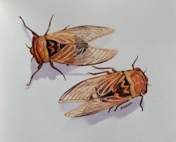 Rule 34 | animal, animal focus, artist name, bug, cicada, commentary, eimuoaa, english commentary, from above, full body, highres, insect, no humans, original, painting (medium), simple background, traditional media, watercolor (medium), white background, wings