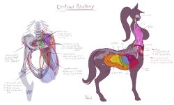 Rule 34 | 1girl, anatomy, animal ears, bladder, bone, breasts, centaur, commentary, english commentary, english text, fallopian tubes, full body, heart, highres, hip bones, hooves, horse ears, horse tail, intestines, kidney, large breasts, liver, long hair, lungs, monster girl, multiple legs, organs, original, ovaries, plasmid, ponytail, signature, spine, standing, stomach (organ), tail, taur, uterus, white background, x-ray