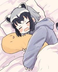 Rule 34 | 1girl, animal ears, black hair, blue hoodie, common raccoon (kemono friends), drooling, closed eyes, grey hair, holding, holding stuffed toy, hood, hood down, hoodie, kemono friends, long sleeves, lying, multicolored hair, on side, open mouth, pillow, raccoon ears, raccoon girl, raccoon tail, san sami, short hair, sleeping, solo, stuffed toy, tail, white hair
