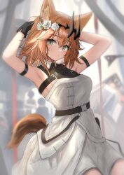 Rule 34 | 1girl, animal ear fluff, animal ears, arknights, arm strap, armpits, arms up, bare arms, bare shoulders, belt, black belt, brown hair, commentary request, dress, flower, grey eyes, hair flower, hair ornament, highres, looking at viewer, rose, short hair, solo, sora mame (princess 0sora), tail, vendela (arknights), white dress, white flower, white rose
