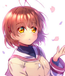 Rule 34 | 1girl, antenna hair, blush, breasts, brown hair, cherry blossoms, chinese commentary, clannad, commentary request, eyelashes, eyes visible through hair, falling petals, floating hair, furukawa nagisa, hair between eyes, hair ornament, hairclip, hand up, jacket, lliissaawwuu2, long sleeves, looking up, medium breasts, medium hair, orange hair, parted lips, petals, sailor collar, school uniform, simple background, solo, upper body, white background, white sailor collar, yellow jacket