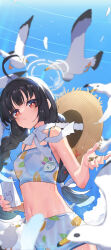 Rule 34 | 1girl, :&gt;, ahoge, bag, bikini, bird, black hair, blue archive, blurry, blurry background, blurry foreground, braid, breasts, cleavage, closed mouth, cloud, day, feathers, hat, hat on back, highres, holding, holding bag, lens flare, long hair, looking at viewer, mixed-language commentary, miyu (blue archive), miyu (swimsuit) (blue archive), navel, outdoors, pet food, red eyes, seagull, small breasts, solo, standing, straw hat, sweat, swimsuit, twin braids, upper body, white bikini, zxash