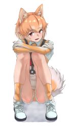 Rule 34 | 1girl, :d, absurdres, animal ears, blush, brown gloves, brown necktie, brown shorts, brown socks, collared shirt, dog (shiba inu) (kemono friends), dog ears, dog girl, dog tail, elbow gloves, extra ears, full body, fur trim, gloves, harness, highres, hugging own legs, kemono friends, light brown hair, looking at viewer, multicolored hair, necktie, open mouth, orange eyes, shirt, shoes, short hair, short shorts, short sleeves, shorts, sitting, smile, sneakers, socks, solo, t-shirt, tail, tanabe (fueisei), two-tone gloves, two-tone hair, two-tone legwear, white footwear, white gloves, white hair, white shirt, white socks