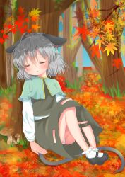 Rule 34 | 1girl, absurdres, against tree, ahoge, animal ears, ankle socks, aqua capelet, ashino chimado, autumn, autumn leaves, bad anatomy, black footwear, black skirt, black vest, blue sky, blush, day, ears down, feet together, forest, ginkgo leaf, hair between eyes, hand on ground, head tilt, highres, knees up, leaf, long sleeves, maple leaf, mary janes, mouse ears, mouse tail, mushroom, nature, nazrin, open mouth, outdoors, panties, pantyshot, shirt, shoes, sitting, skirt, sky, sleeping, socks, solo, striped clothes, striped panties, tail, teeth, touhou, tree, under tree, underwear, upper teeth only, vest, white shirt, white socks