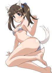 Rule 34 | 1girl, absurdres, animal ears, bikini, blue eyes, blunt bangs, blush, brave witches, brown hair, commentary request, georgette lemare, hair ribbon, highres, long hair, looking at viewer, ribbon, solo, swimsuit, tail, tokiani, twintails, white background, white bikini, world witches series