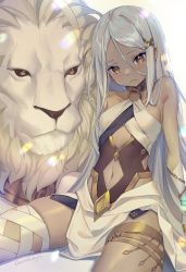 Rule 34 | 1girl, animal, artist name, bandaged leg, bandages, bare shoulders, breasts, brown eyes, character request, closed mouth, clothing cutout, collarbone, commentary request, dark-skinned female, dark skin, grey hair, hair between eyes, hair ornament, hair over shoulder, highres, lion, long hair, looking at viewer, lucidsky, masterwork apocalypse, navel, navel cutout, shiny hair, sitting, small breasts, thighs, x hair ornament