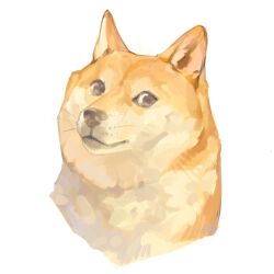 Rule 34 | animal, animal focus, brown fur, closed mouth, dog, doge, freckles, highres, kabosu (dog), looking at viewer, meme, no humans, original, simple background, solo, tapioka chaso, whiskers, white background