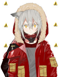 Rule 34 | 1girl, animal ears, arknights, blush, closed mouth, dress, fur-trimmed hood, fur-trimmed jacket, fur trim, grey hair, hair between eyes, hood, hood up, hooded jacket, jacket, looking at viewer, open clothes, open jacket, pinch (nesume), projekt red (arknights), red jacket, simple background, solo, upper body, white background, wolf ears, wolf girl, yellow eyes