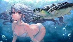 Rule 34 | 1girl, :t, air bubble, all fours, animal, bikini, blue eyes, blue hair, breasts, bubble, caustics, closed mouth, collarbone, floating hair, freediving, grey hair, halterneck, holding breath, korean commentary, long hair, looking at viewer, momemo, ocean, sea turtle, sidelocks, small breasts, soulworker, stella unibell, submerged, swimsuit, turtle, underwater, very long hair, white bikini