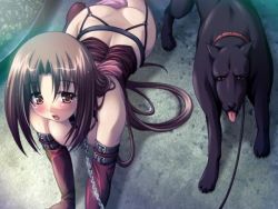 Rule 34 | 1girl, all fours, anal tail, bdsm, bitch taken for walk, blush, bondage outfit, breasts, brown eyes, brown hair, butt plug, chain, chain leash, collar, corset, dog, fake tail, fetish wear, game cg, garter belt, garter straps, gloves, hair ornament, hair ribbon, hanging breasts, leash, long hair, looking at viewer, midori aoi, nise kyouso, nomad (company), open mouth, outdoors, pet play, ribbon, sex toy, tail, thighhighs