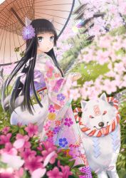 Rule 34 | 1girl, animal ears, bell, black hair, blue eyes, cherry blossoms, dutch angle, floral print, flower, from side, hair bell, hair flower, hair ornament, highres, hime cut, hydrangea, japanese clothes, jingle bell, long hair, looking at viewer, oil-paper umbrella, original, petals, rope, shide, shimenawa, solo, taka (tsmix), umbrella