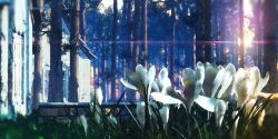 Rule 34 | blurry, day, diffraction spikes, flower, forest, grass, highres, house, nature, no humans, original, outdoors, scenery, tree, waisshu (sougyokyuu), white flower, window