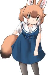 Rule 34 | 1girl, animal ears, black pantyhose, blue bow, blue bowtie, blue dress, blush, bow, bowtie, dhole (kemono friends), dog ears, dog girl, dog tail, dress, green eyes, highres, kemono friends, kemono friends 3, light brown hair, multicolored hair, official alternate costume, pantyhose, plaid, plaid bow, plaid bowtie, sailor collar, school uniform, short hair, short sleeves, simple background, solo, tail, two-tone hair, uf34a, white background, white hair, white sleeves