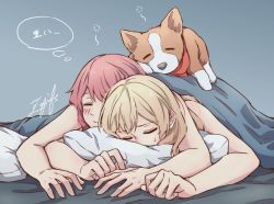Rule 34 | 2girls, aiiro bokujuu, bang dream!, bare arms, blonde hair, blue background, dog, closed eyes, long hair, lying, maruyama aya, multiple girls, on bed, on person, on stomach, pillow, pink hair, shirasagi chisato, signature, sleeping, sleeping on person, sweat, symbol-only commentary, thought bubble, translation request, under covers, yuri