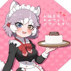 Rule 34 | 1girl, :3, alternate costume, animal ears, apron, birthday cake, black dress, blue eyes, blush, cake, commentary request, dog (mixed breed) (kemono friends), dog ears, dog girl, dress, enmaided, extra ears, fang, food, grey hair, happy birthday, heterochromia, highres, kemono friends, kemono friends 3, long sleeves, maid, maid apron, maid headdress, multicolored hair, open mouth, ransusan, red neckwear, short hair, sleeve cuffs, solo, translation request, tray, upper body, white apron, white hair, yellow eyes