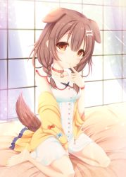 Rule 34 | 1girl, animal ears, bad id, bad pixiv id, bed sheet, blue bow, blush, bone hair ornament, bow, braid, breasts, brown eyes, brown hair, cartoon bone, closed mouth, commentary request, dog ears, dog girl, dog tail, dress, finger to mouth, hair between eyes, hair ornament, hair over shoulder, head tilt, highres, hololive, inugami korone, inugami korone (1st costume), jacket, long hair, looking at viewer, nail polish, off shoulder, open clothes, open jacket, red bow, sakuraizumi yuu, sitting, sleeveless, sleeveless dress, small breasts, smile, solo, tail, toenail polish, toenails, twin braids, virtual youtuber, wariza, white dress, yellow jacket, yellow nails