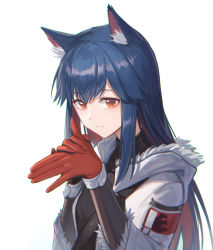 Rule 34 | 1girl, absurdres, animal ear fluff, animal ears, arknights, blue hair, closed mouth, commentary request, gloves, highres, jacket, long hair, looking at viewer, multicolored hair, red gloves, red hair, simple background, solo, streaked hair, texas (arknights), upper body, white background, white jacket, wolf ears, yidie