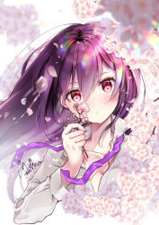 Rule 34 | 1girl, 2019, breasts, cleavage, collarbone, dated, dress shirt, floating hair, flower, grey nails, hair between eyes, highres, holding, holding flower, kasumi (shironeko project), long hair, looking at viewer, medium breasts, miruko tete, nail polish, open clothes, open shirt, parted lips, petals, pink flower, purple hair, red eyes, shironeko project, shirt, signature, solo, upper body, very long hair, white shirt