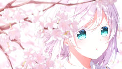 Rule 34 | 1girl, :o, aoi thomas, blue eyes, blurry, blurry foreground, blush, branch, cherry blossoms, collared shirt, commentary request, depth of field, flower, hair between eyes, highres, looking at viewer, original, parted lips, petals, portrait, shirt, solo, spring (season), swept bangs, white flower, white hair, white shirt