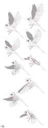 Rule 34 | anatomy, animal, beak, bird, feathers, fishball, flying, highres, how to, no humans, simple background, sketch, wings