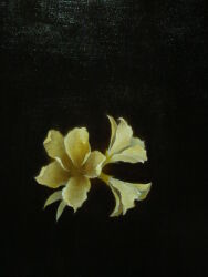 Rule 34 | black background, flower, light, mitzoka2001, no humans, original, painting (medium), pastel (medium), shadow, still life, traditional media, white flower