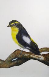 Rule 34 | animal, bird, branch, colored pencil (medium), feathers, graphite (medium), highres, looking at viewer, nakanaori31, narcissus flycatcher, no humans, original, realistic, still life, traditional media