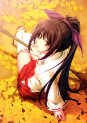Rule 34 | 1girl, absurdres, arm support, bamboo broom, broom, brown eyes, brown hair, downblouse, from above, from behind, ginkgo tree, hair ribbon, hakama, hakama short skirt, hakama skirt, highres, holding, holding broom, huge filesize, japanese clothes, leaf, lips, long hair, long sleeves, looking back, looking up, miko, on ground, original, panties, parted lips, ponytail, purple ribbon, ribbon, ribbon-trimmed legwear, ribbon-trimmed sleeves, ribbon trim, sandals, scan, sitting, skirt, solo, sugina miki, thighhighs, underwear, white panties