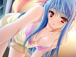 Rule 34 | 1girl, animal ears, bent over, blue hair, blush, breasts, camisole, cleavage, downblouse, dutch angle, covered erect nipples, game cg, long hair, moekibara fumitake, no bra, nursery rhyme, red eyes, shikishima krile, shorts, solo, strap slip, tail