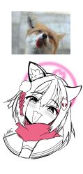 Rule 34 | 1girl, 1other, blue archive, blush, fox, fox girl, halo, highres, izuna (blue archive), kimsongong, looking at viewer, photo (medium), tongue, tongue out, white background