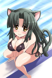 Rule 34 | 1girl, animal ears, bikini, black bikini, black hair, blush, breasts squeezed together, breasts, brown eyes, cat ears, cat tail, cleavage, face, from above, green hair, large breasts, long hair, looking at viewer, milk (tonpuu), original, pool, poolside, sitting, smile, solo, swimsuit, tail, tonpuu