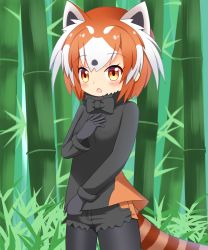 Rule 34 | 1girl, :o, animal ears, bamboo, bamboo forest, black bow, black bowtie, black gloves, black pantyhose, black shirt, black shorts, blouse, blush, bow, bowtie, breasts, brown eyes, brown hair, commentary request, cowboy shot, day, forest, fur collar, gloves, highres, kemono friends, kemono friends 2, lesser panda (kemono friends), looking at viewer, multicolored hair, nature, outdoors, pantyhose, parted lips, shin01571, shirt, short shorts, shorts, small breasts, solo, striped tail, tail, two-tone hair, white hair