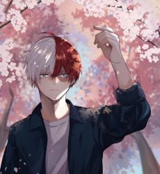 Rule 34 | 1boy, ahoge, blue jacket, blurry, blurry background, boku no hero academia, burn scar, cherry blossoms, commentary request, grey hair, grey shirt, hand up, heterochromia, highres, jacket, long sleeves, looking at viewer, male focus, miyanami 3, multicolored hair, outdoors, red hair, scar, shirt, short hair, sleeves past elbows, solo, spring (season), todoroki shouto, tree, two-tone hair, white hair