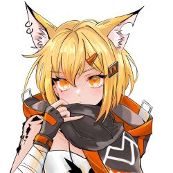 Rule 34 | 1girl, animal ear fluff, animal ears, arknights, bandaged arm, bandages, black gloves, blonde hair, chomo o12, closed mouth, commentary request, ear piercing, fingerless gloves, gloves, hair between eyes, hair ornament, hairclip, hand up, highres, hood, hood down, looking at viewer, notched ear, one-hour drawing challenge, orange eyes, piercing, simple background, solo, upper body, vermeil (arknights), white background