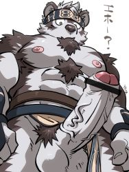 Rule 34 | 1boy, ?, abs, ainu clothes, animal ears, bar censor, bara, censored, chest hair, clothing aside, crotch, erection, feet out of frame, foreshortening, foreskin, from below, furry, furry male, grey fur, grey hair, headband, highres, horkeu kamui, large pectorals, large penis, male focus, multicolored hair, muscular, muscular male, nipples, nude, pectorals, pelvic curtain, pelvic curtain aside, penis, shirako (kirupi), short hair, solo, stomach, tokyo houkago summoners, translation request, two-tone fur, two-tone hair, veins, veiny penis, white fur, wide-eyed, wolf boy, wolf ears